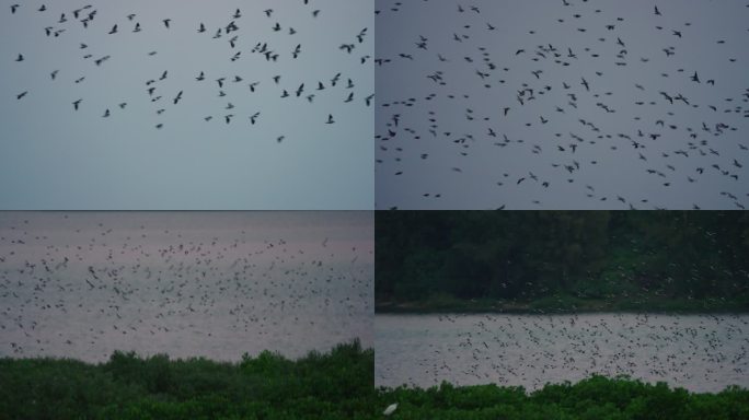 鸟浪-高速摄影