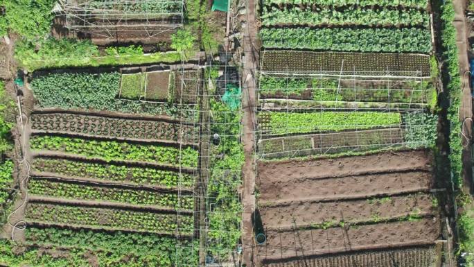 郁郁葱葱的花园地块与各种作物，展示有机农业，自上而下，空中