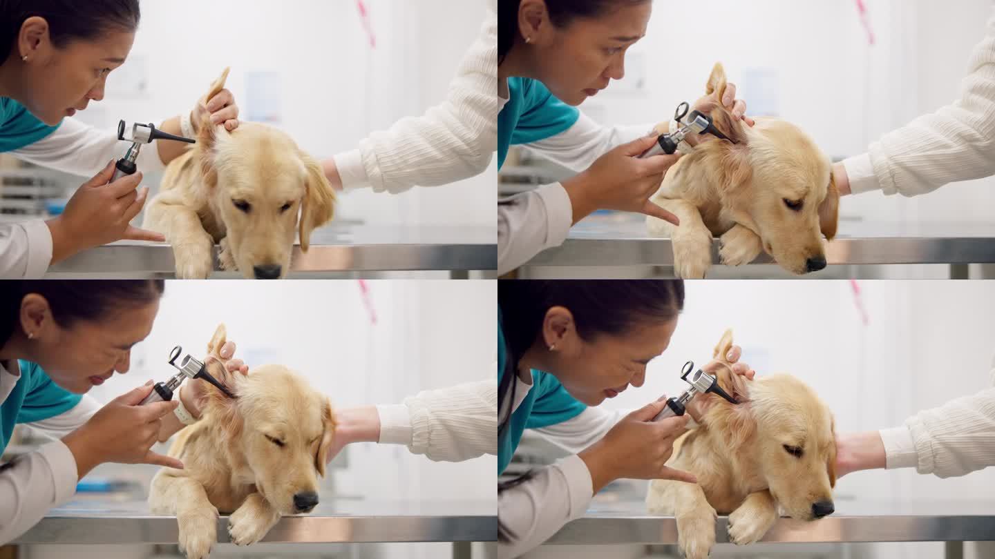 狗检查，耳朵和兽医用耳镜检查问题，听力检查或护理。医院、医生和一名妇女带着设备检查或测试动物的耳膜，