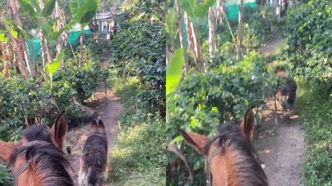马和狗走在咖啡种植园的小路上。