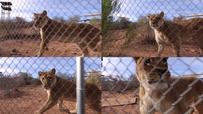母狮沿着野生动物保护区的栅栏追逐摄影师