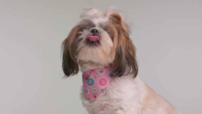 美丽的西施小狗的侧视图，脖子上围着粉红色的手帕，伸出舌头，舔着鼻子，坐在灰色的背景上