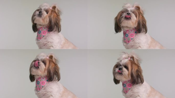 美丽的西施小狗的侧视图，脖子上围着粉红色的手帕，伸出舌头，舔着鼻子，坐在灰色的背景上