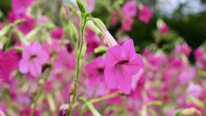 4K超清春天花卉特写 紫色浪漫花摇摆