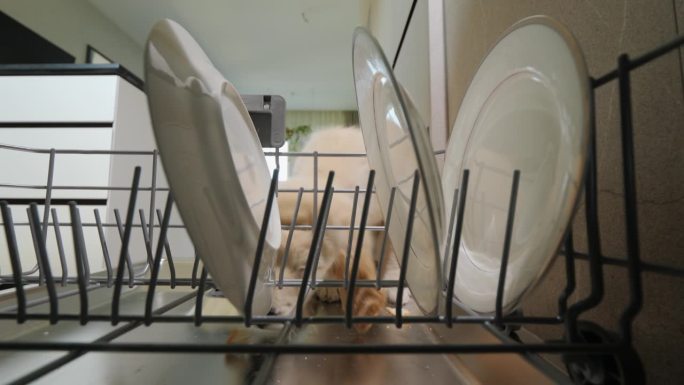 滑稽的狗收集洗碗机里的剩菜。与宠物的有趣视频