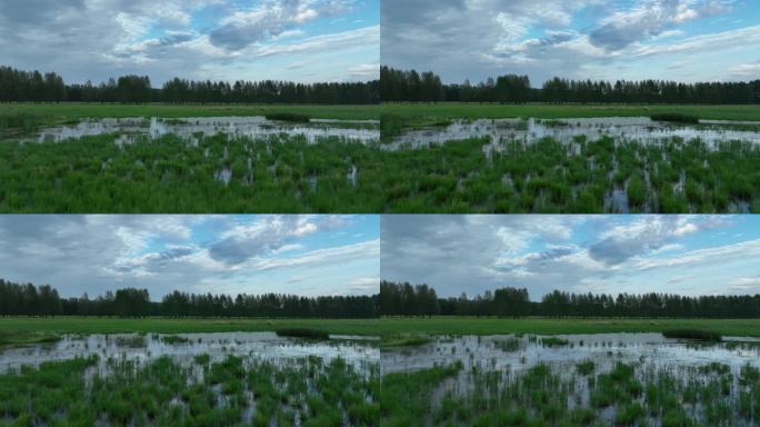 湿地沼泽地水鸭子