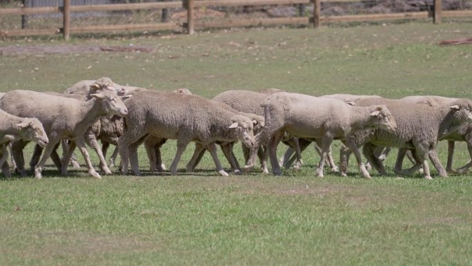 一群羊从农场走到羊圈