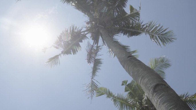 太阳高高地站在蓝天上，把阳光洒在热带棕榈树和树叶上