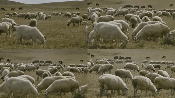 草原 羊群 秋天 放牧