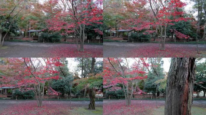 东京的一个公园，秋天枫叶会变红。一个安静思考的机会。