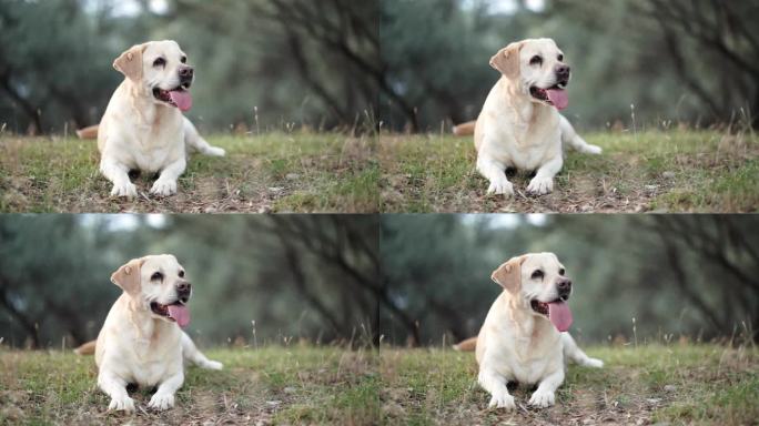 拉布拉多猎犬心满意足地坐在田野里，眼神温柔地凝视着。这只可爱的宠物在宁静的户外环境中散发着平静的光芒