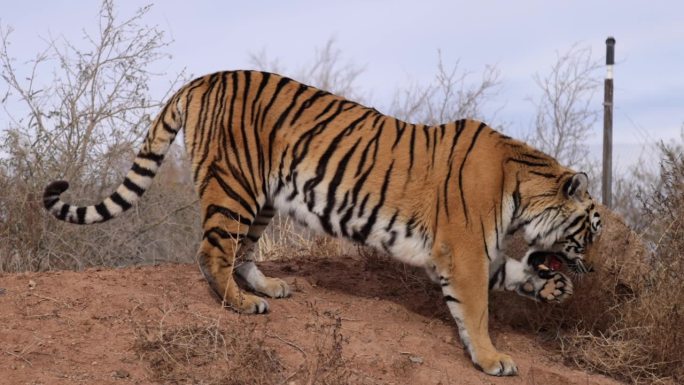 老虎吃肉时用爪子帮助食物进入嘴里