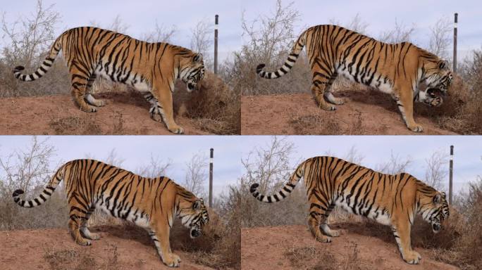 老虎吃肉时用爪子帮助食物进入嘴里
