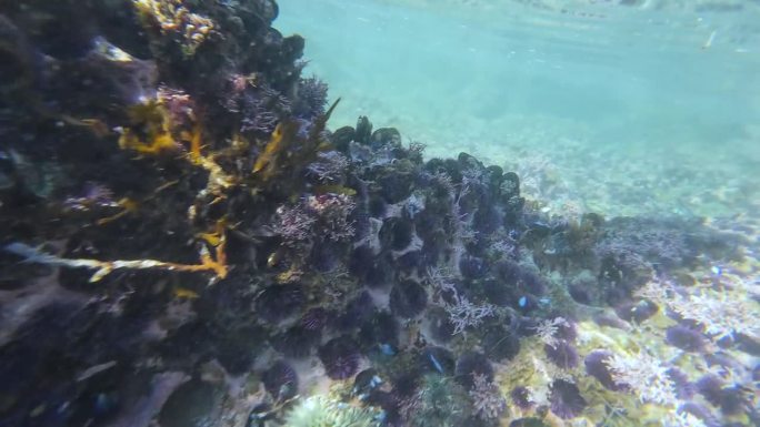 太平洋潮汐池水下海葵和紫海胆