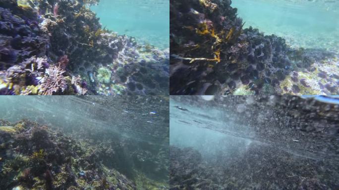 太平洋潮汐池水下海葵和紫海胆