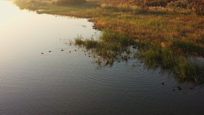落日水边野鸭航拍