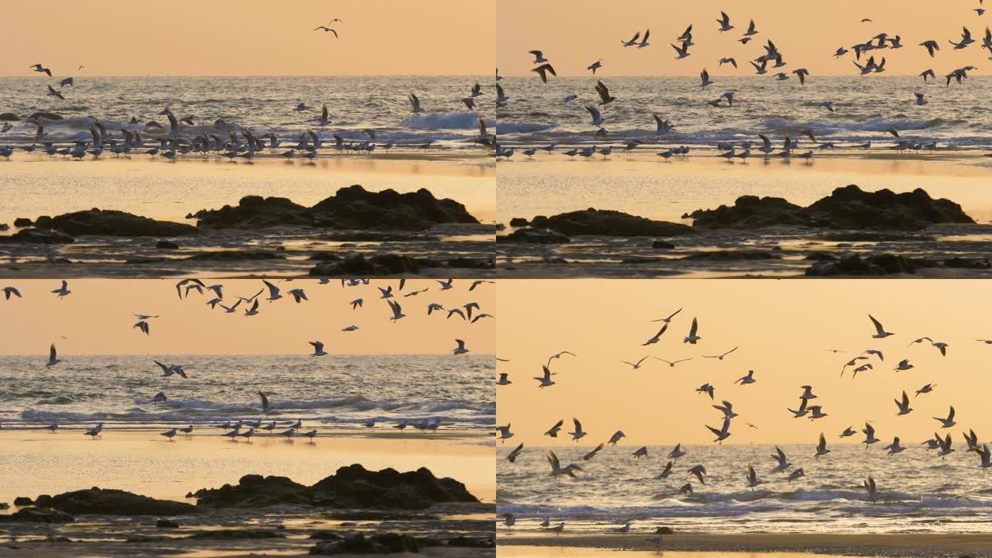 清晨海边海鸥4K升格视频