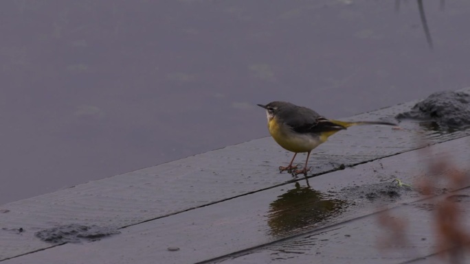 灰鹡鸰(Motacilla cinerea)