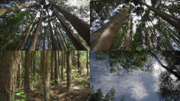 4K杉木 森林 树木