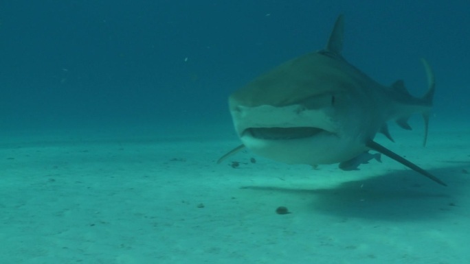 一只虎鲨面对镜头