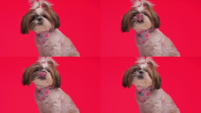 可爱的小西施狗带着粉红色的大手帕坐在那里，看着旁边，舔着红色背景的鼻子