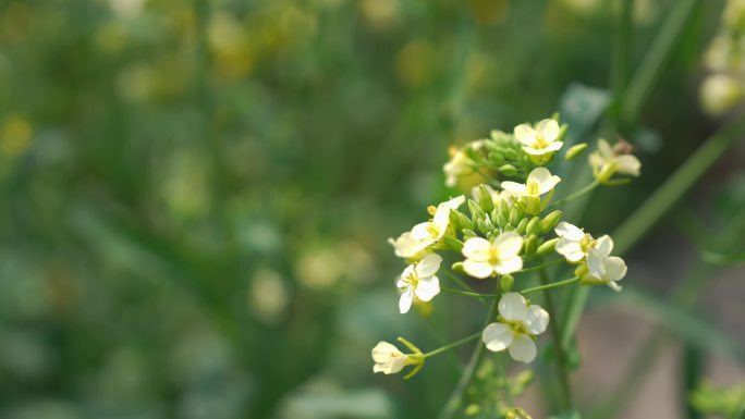 春天里的花