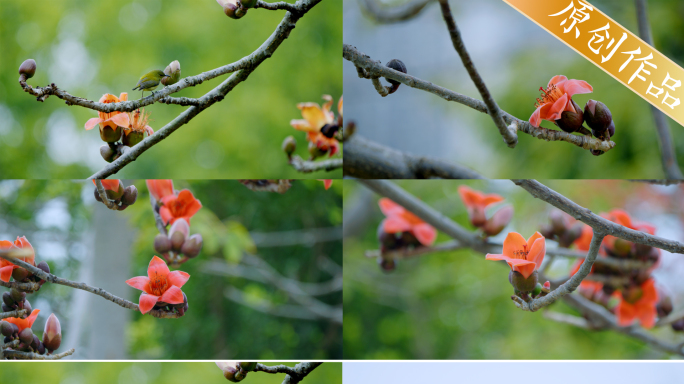 春天木棉花小鸟英雄花蜜蜂自然花开鸟语花香