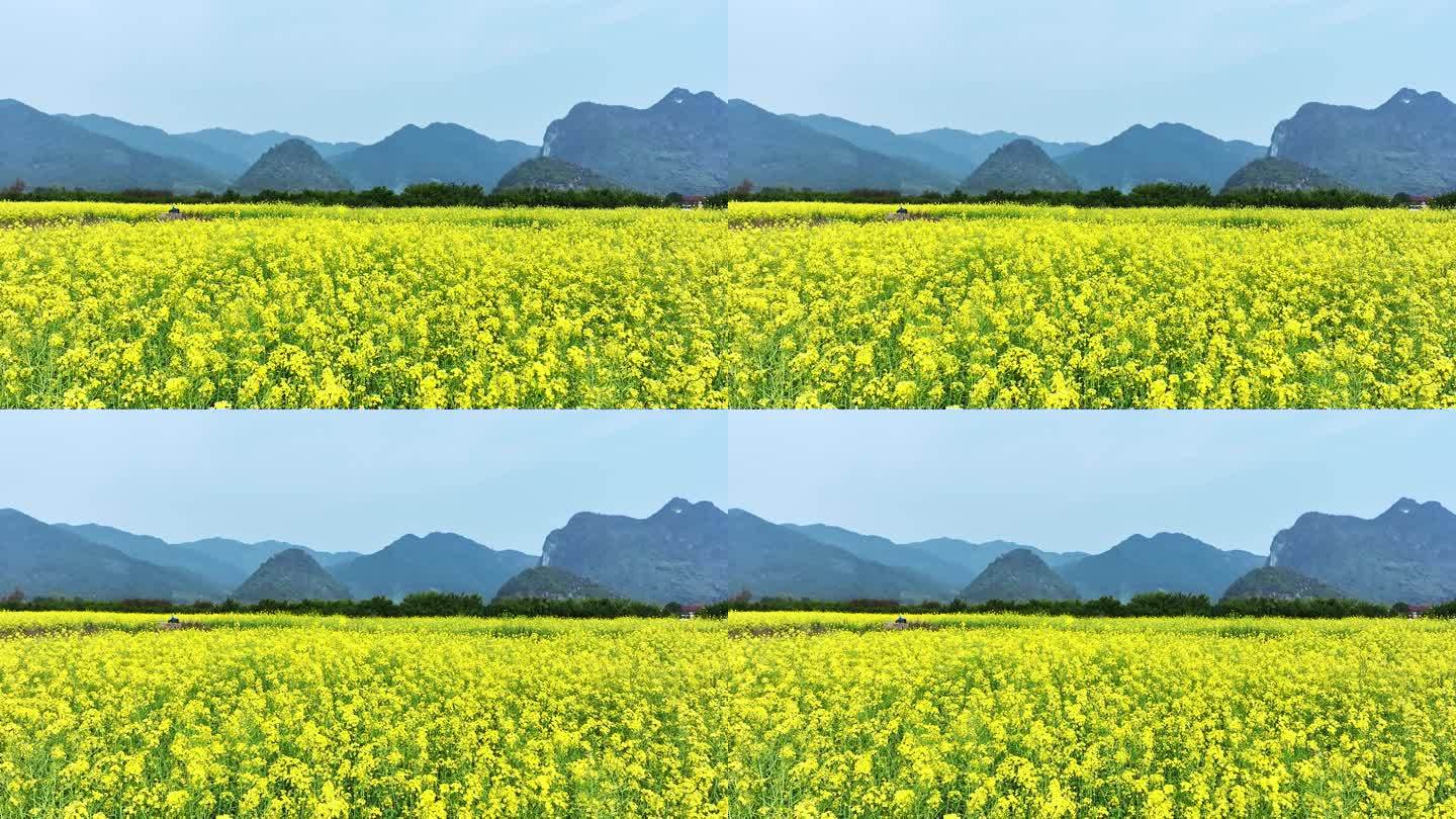 春天阳光下桂林山谷中大片的金黄色油菜花田