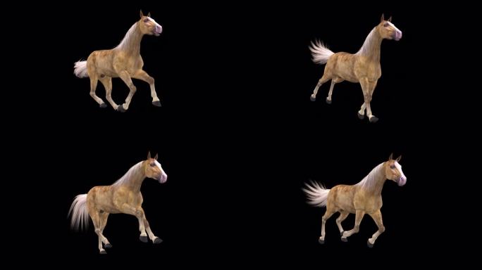 帕洛米诺棕色和白色的马-奔驰跑环侧视图CU