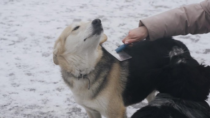 在无家可归的动物收容所，一名女志愿者正在为一只狗梳理毛发