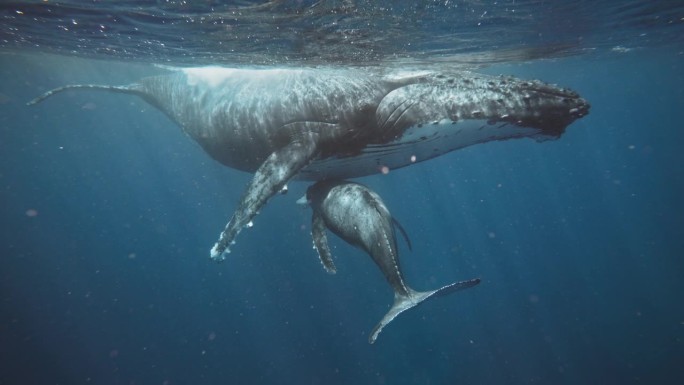 座头鲸妈妈在水下哺乳幼崽的全身照片;水晶清晰的4K镜头。