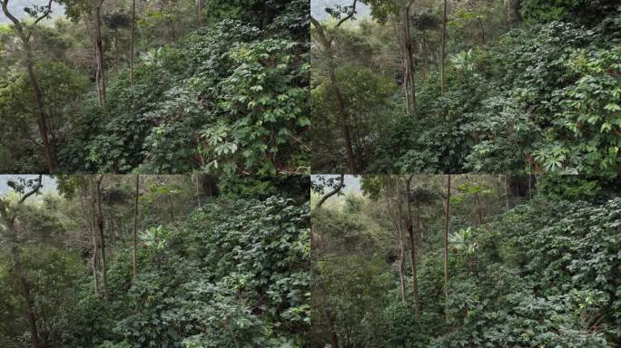 一架无人机在森林地区的咖啡丛上空飞行