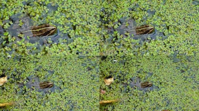 沼泽蛙(Pelophylax ridibundus)，蛙在水中浮萍之间