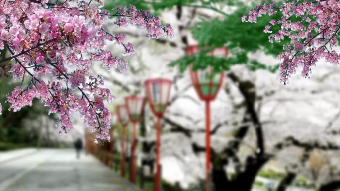 粉红色的樱花在美丽的公园里绽放，诱人的春天。五彩缤纷的季节。春天，樱花盛开，公园林立。日本美丽的风景