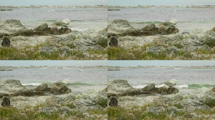好奇的海豹:可爱的海豹凝视着上面，被迷人的海岸背景中破碎的海浪迷住了。