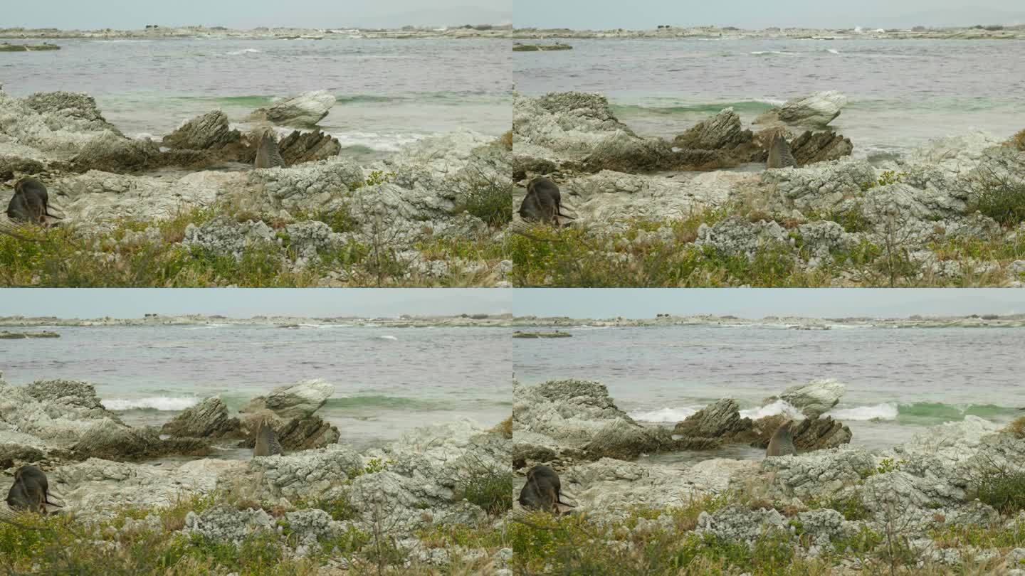 好奇的海豹:可爱的海豹凝视着上面，被迷人的海岸背景中破碎的海浪迷住了。