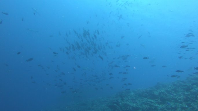 水肺潜水海底沉船水下鱼珊瑚鱼群
