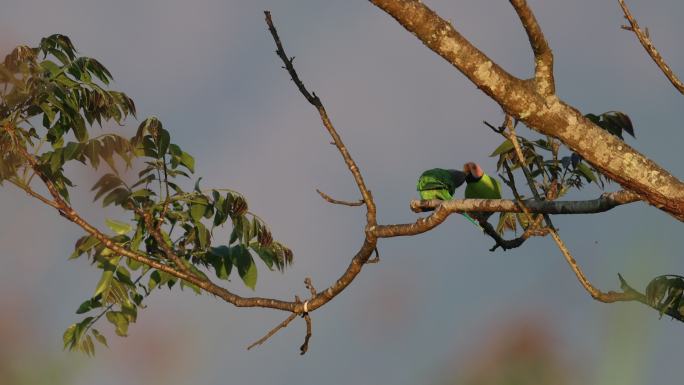 罕见的中国本土鹦鹉在树枝上亲吻