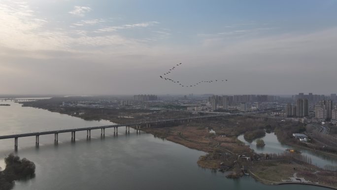 大雁候鸟迁徒航拍襄阳汉江城市风光
