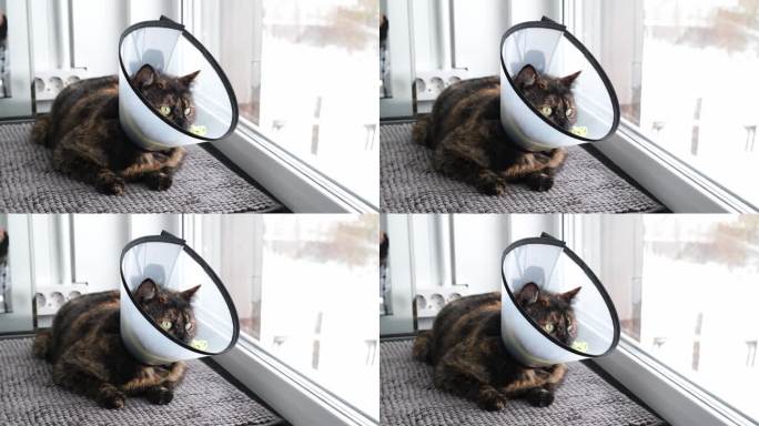 一只戴着兽医项圈的家猫坐在窗台上望着窗外。术后恢复期。防止舔伤。高品质4k画面