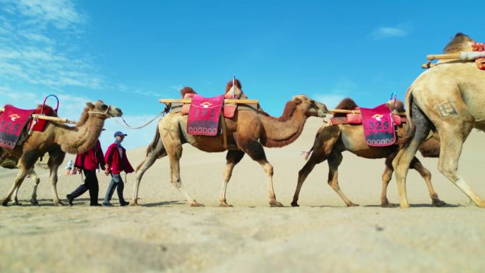 沙漠骆驼  丝绸之路
