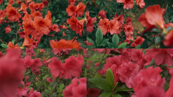 花丛 鲜艳的红花（含未调色素材）