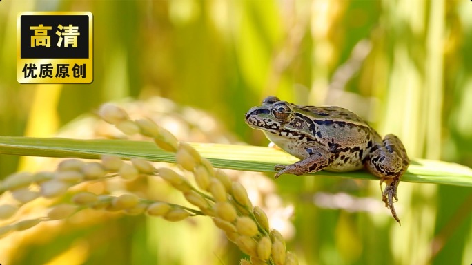 稻田里的青蛙和蚂蚱农场里动物大自然环境