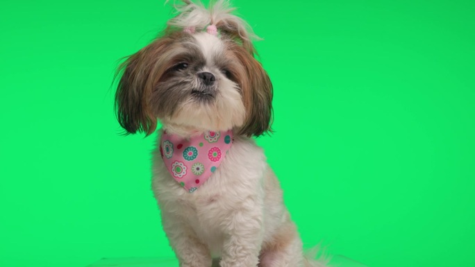 可爱的西施狗戴着粉红色的大手帕，贪婪地抬头舔鼻子，坐在绿色的背景上