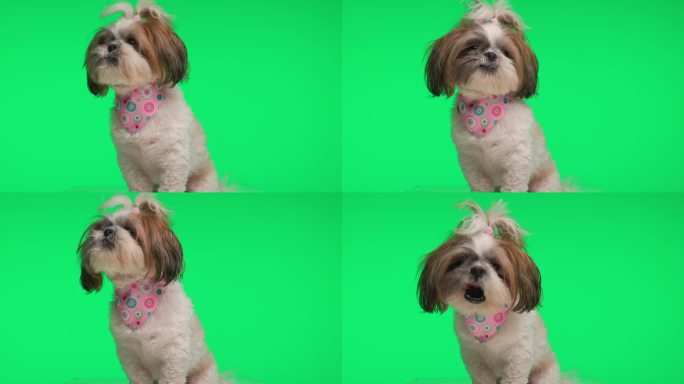 可爱的西施狗戴着粉红色的大手帕，贪婪地抬头舔鼻子，坐在绿色的背景上