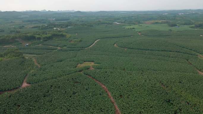 香蕉种植基地4K航拍