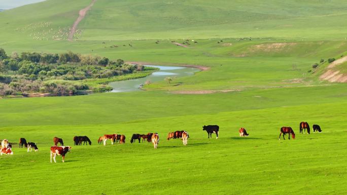 航拍呼伦贝尔草原河流边的牛群