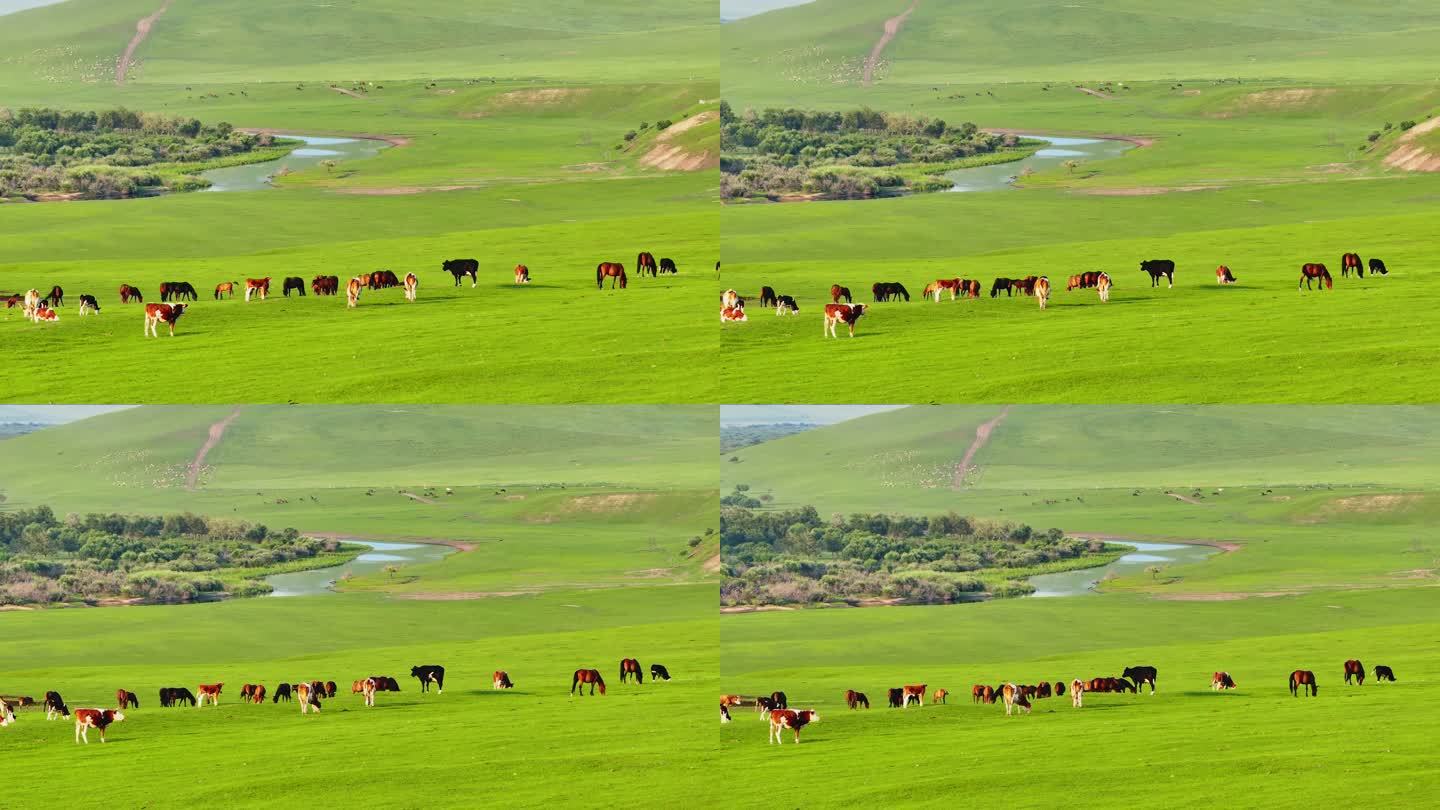 航拍呼伦贝尔草原河流边的牛群