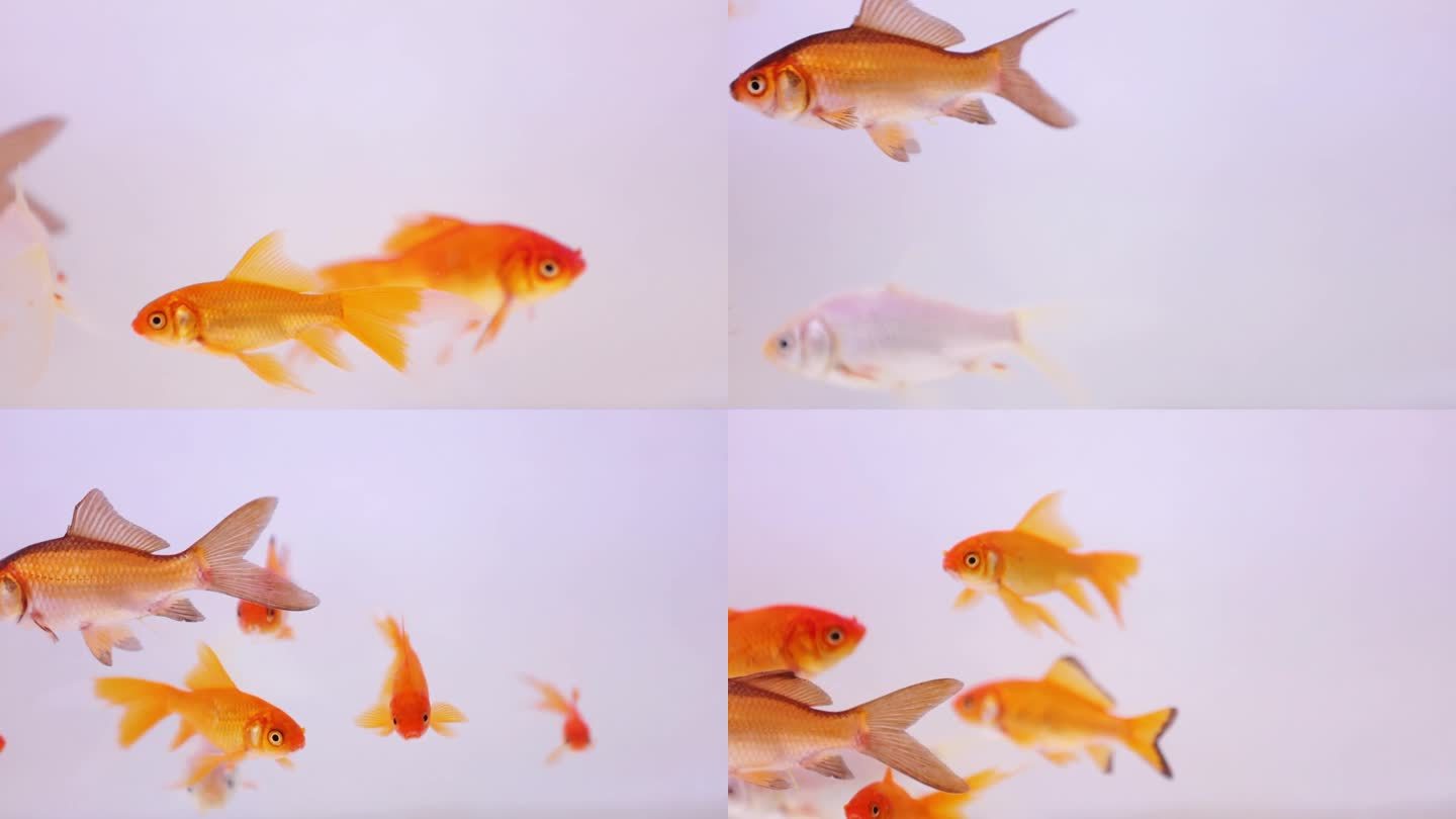 水中的小金鱼高清视频