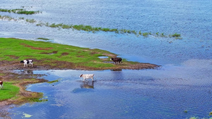 草原湖边的牛